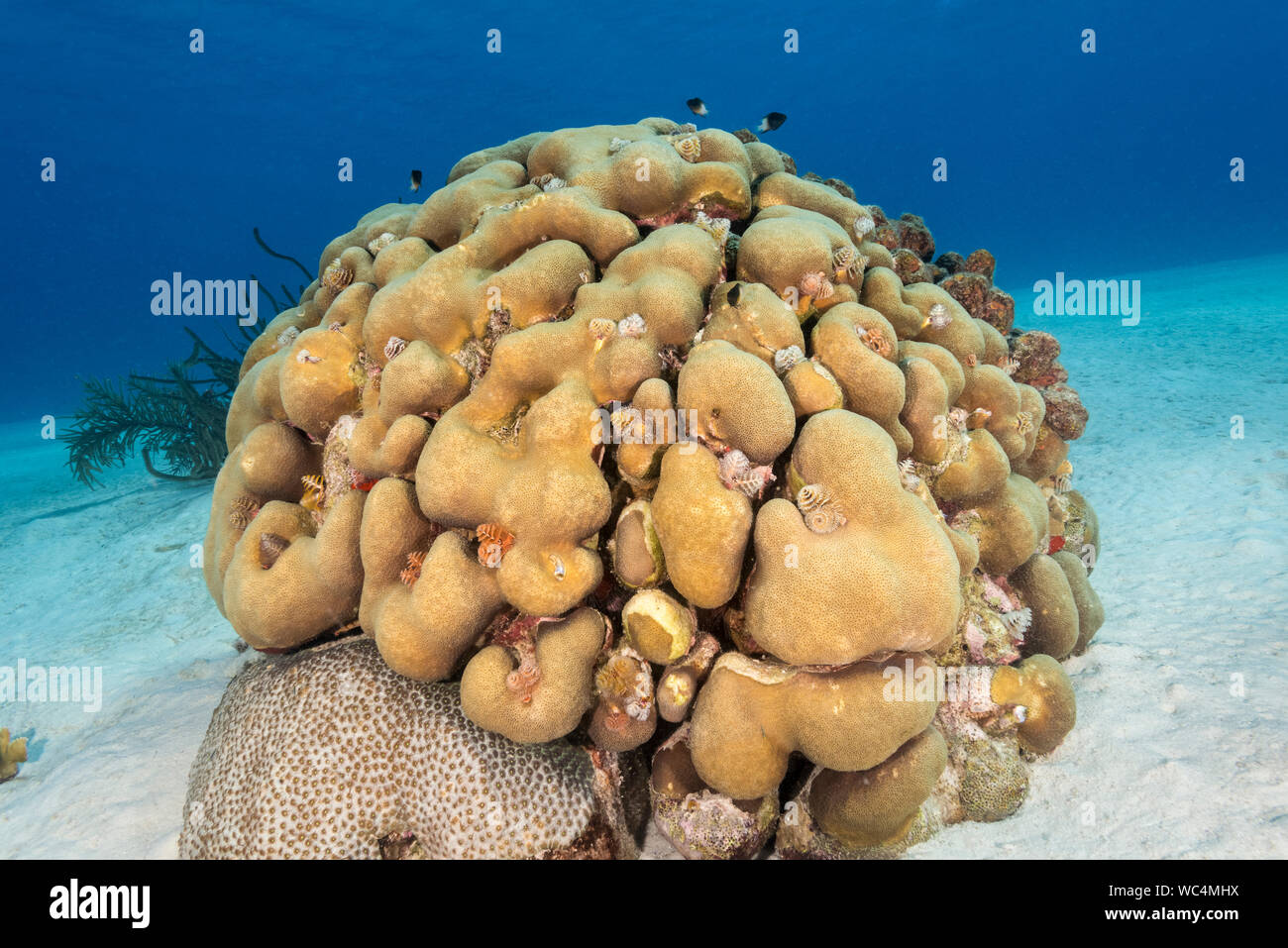 Lobed star coral, Montastraea annularis, Bonaire, Netherland Antilles, Netherlands, Caribbean Sea, Atlantic Ocean Stock Photo