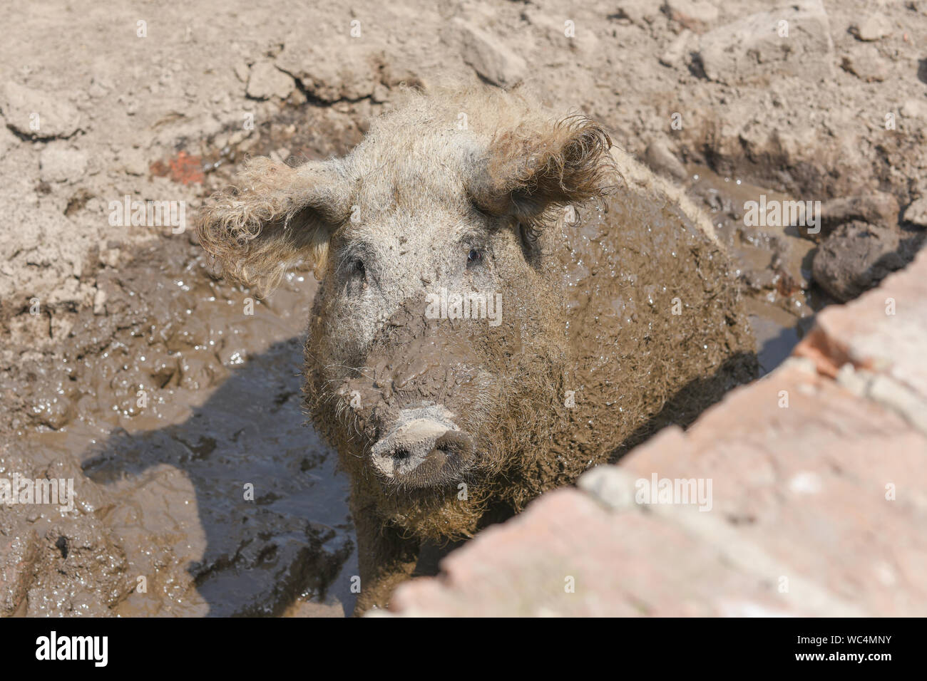 Happy pig rolling in mud.Mangalitsa The Woolly SheepPig, healthy