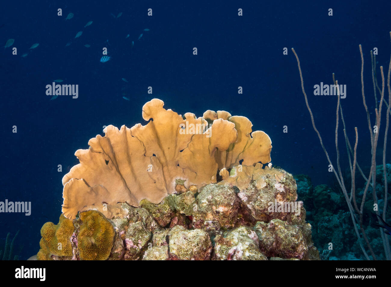 Blade fire coral, Millepora complanata, Bonaire, Netherland Antilles, Netherlands, Caribbean Sea, Atlantic Ocean Stock Photo