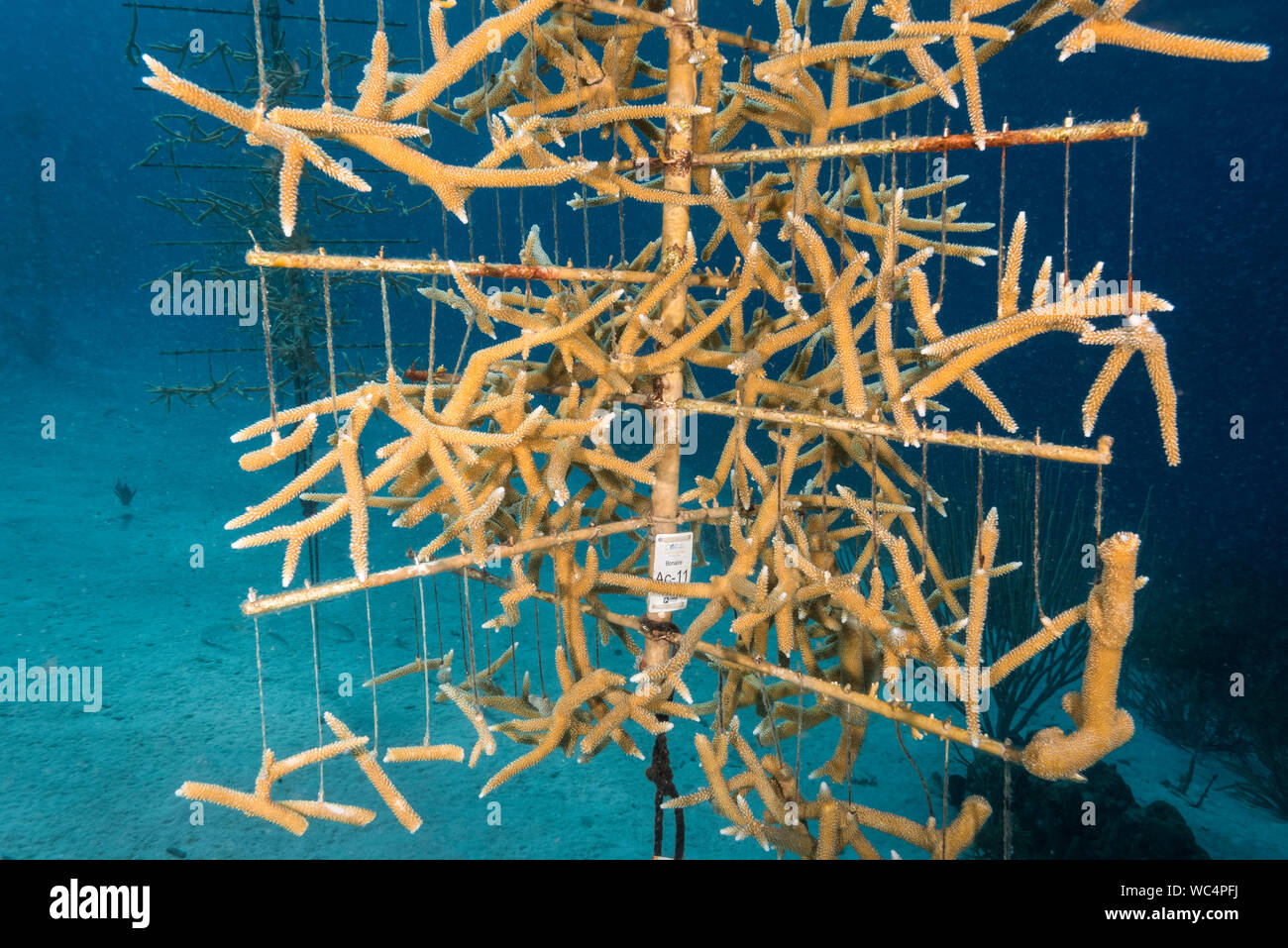 Staghorn coral restoration project. Staghorn coral, Acropora cervicornis, Bonaire, Netherland Antilles, Netherlands, Caribbean Sea, Atlantic Ocean Stock Photo
