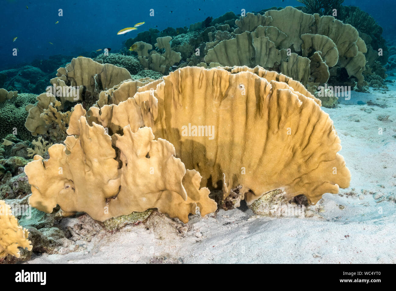 Blade fire coral, Millepora complanata,  Bonaire, Netherland Antilles, Netherlands, Caribbean Sea, Atlantic Ocean Stock Photo