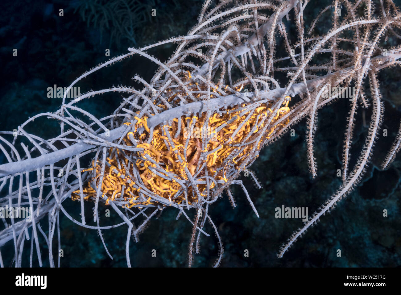 Basket star bonaire hires stock photography and images Alamy
