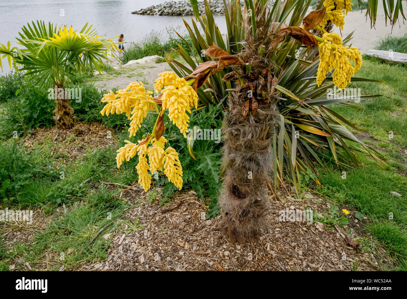 The Tide Chaser Coastal Shrubs Trees With Simple Leaves In