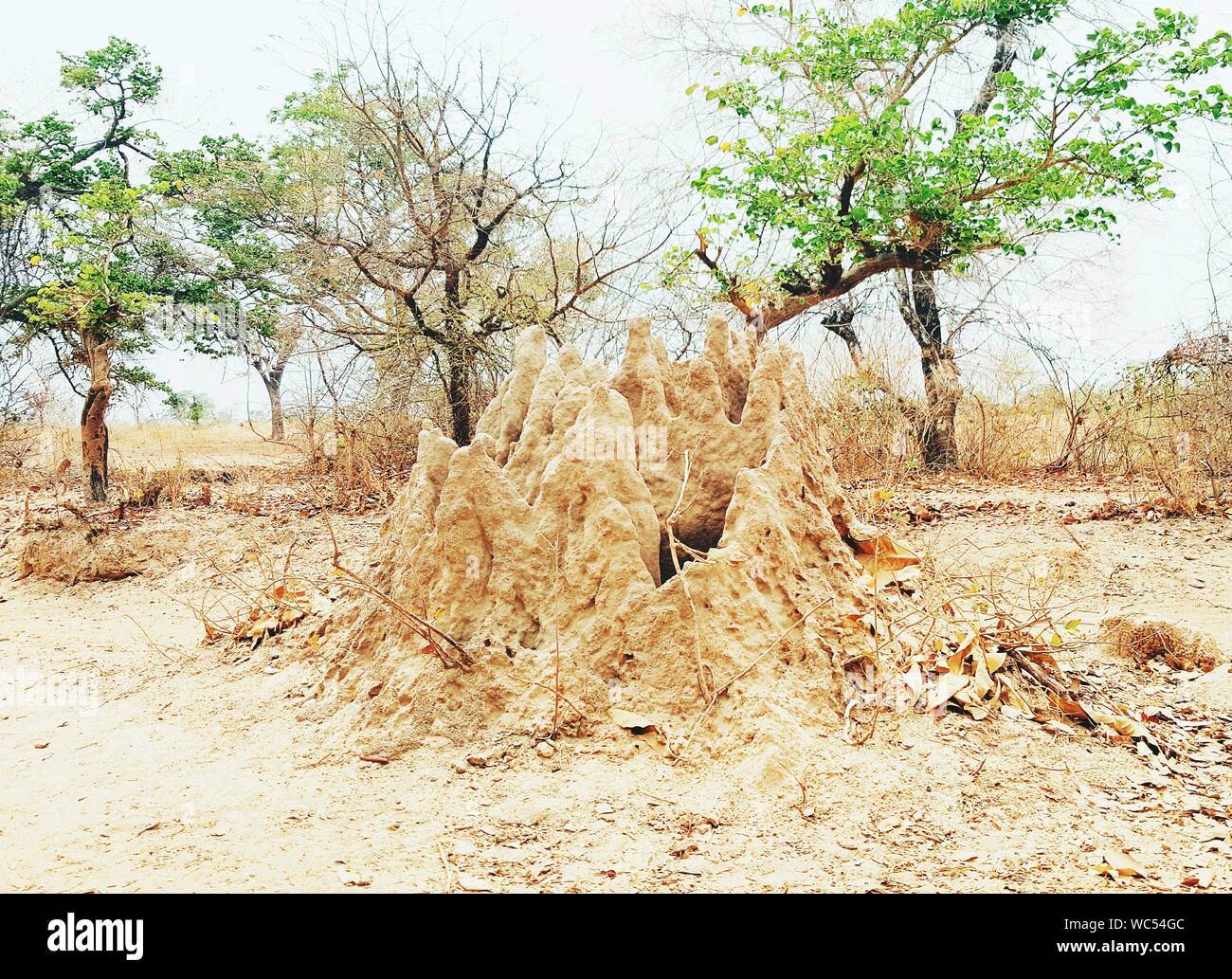 Anthill termite nest hi-res stock photography and images - Alamy