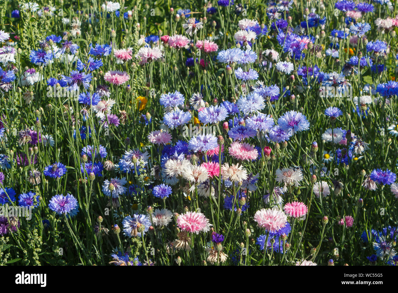 Multicolored variations flowers in a field during summer Stock Photo
