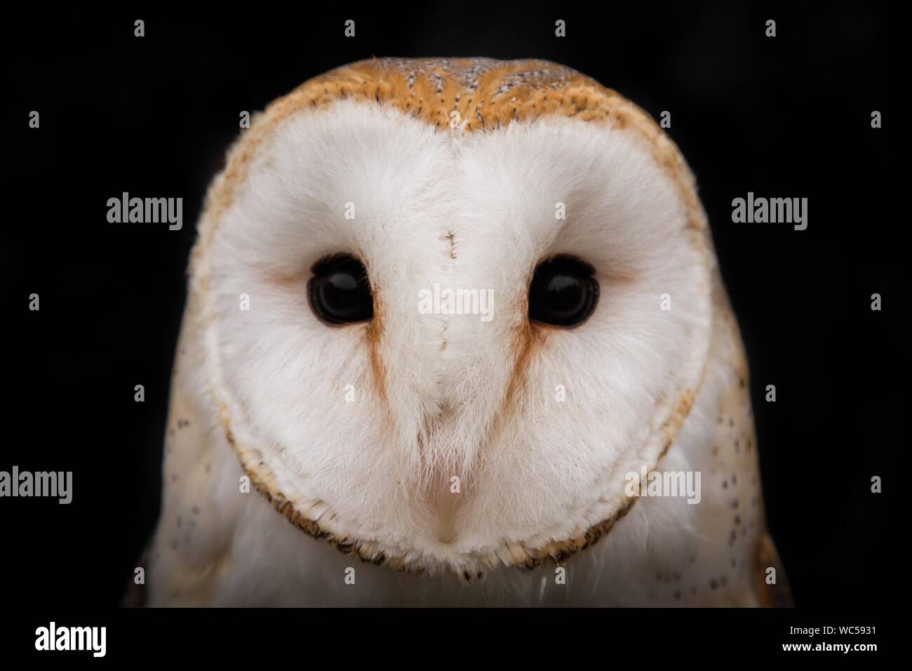 Close-up Portrait Of Barn Owl Against Black Background Stock Photo