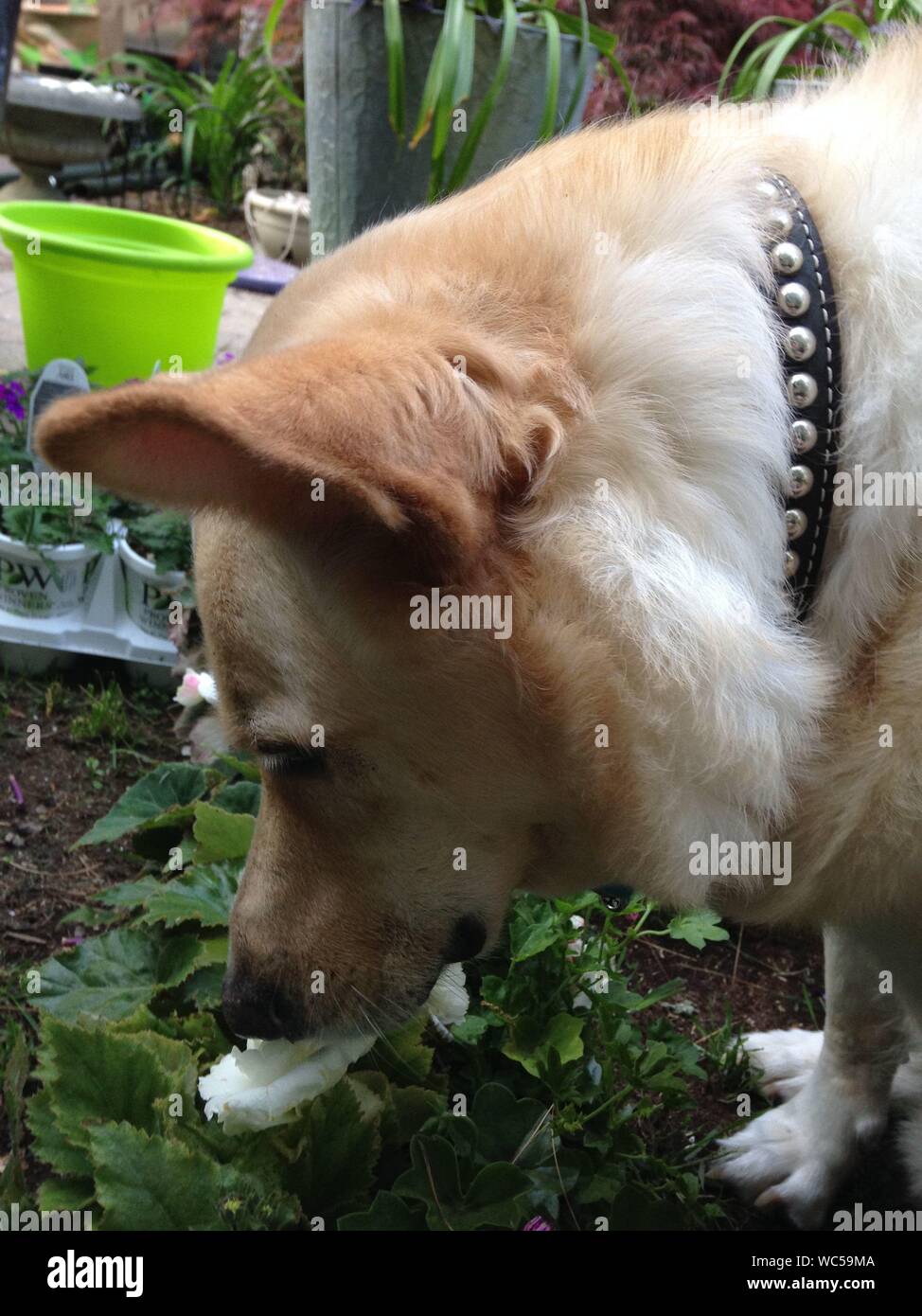 Why Do Dogs Sniff Grass