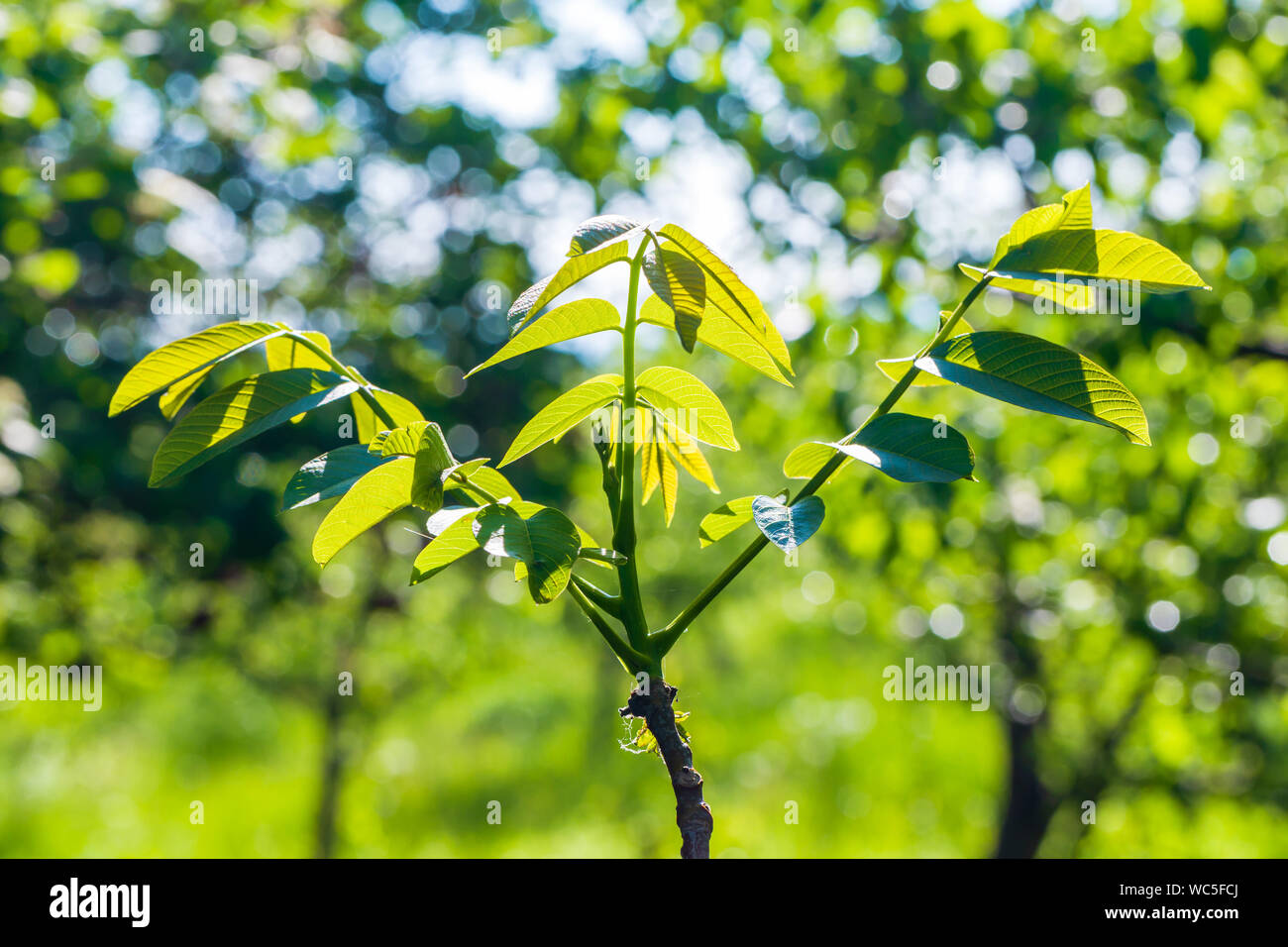 Young green walnut branchlets closeup Stock Photo