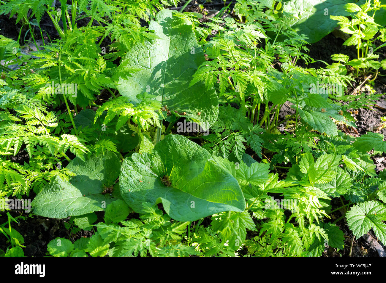 Green weeds grass nature background Stock Photo