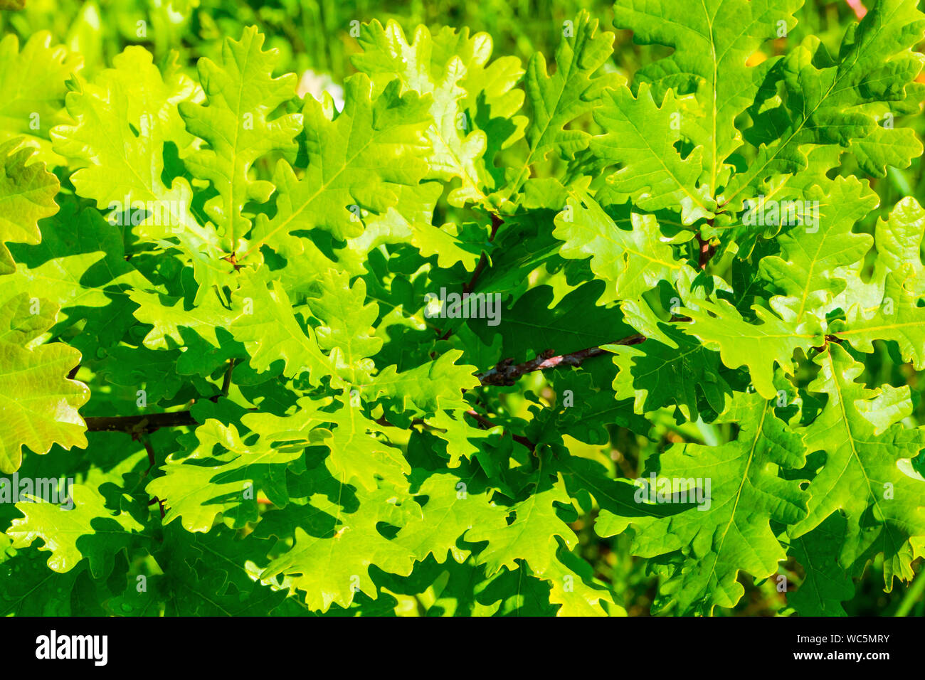 Oak tree branch and foliage closeup Stock Photo Alamy