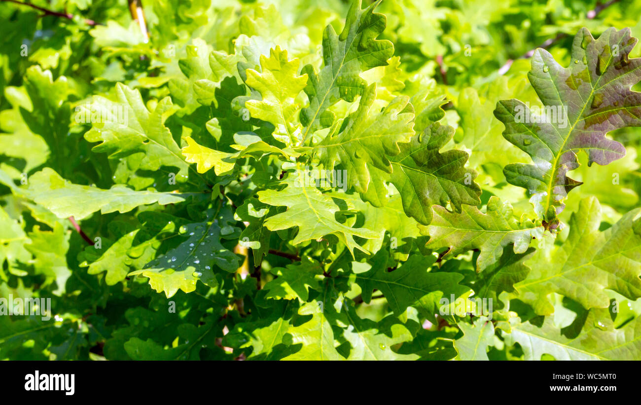Oak tree branches and wet leaves closeup Stock Photo Alamy
