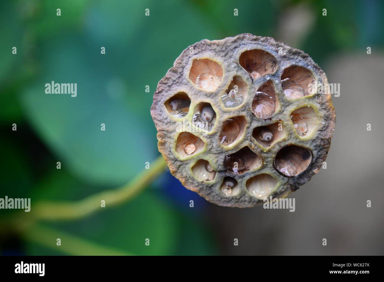 Close-up Of Lotus Seedpod Stock Photo