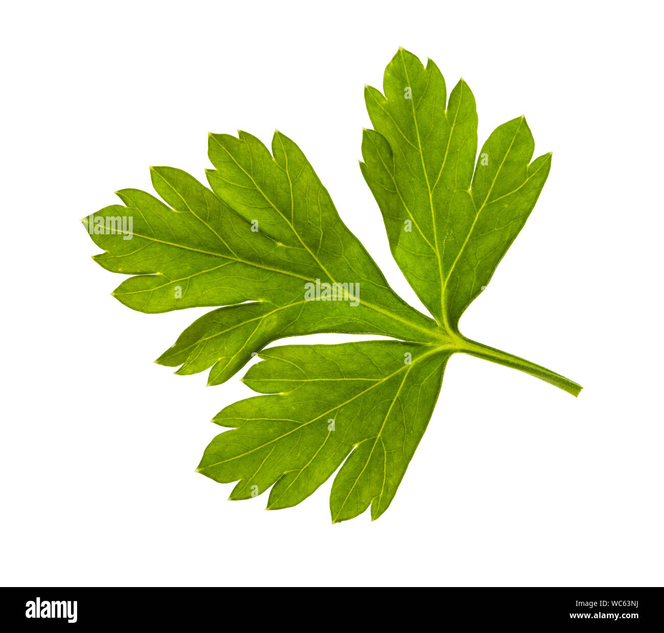fresh green leaves of parsley herb isolated on white background Stock ...