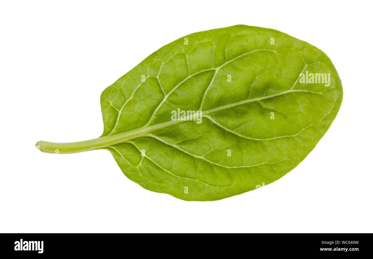 natural leaf of baby spinach isolated on white background Stock Photo