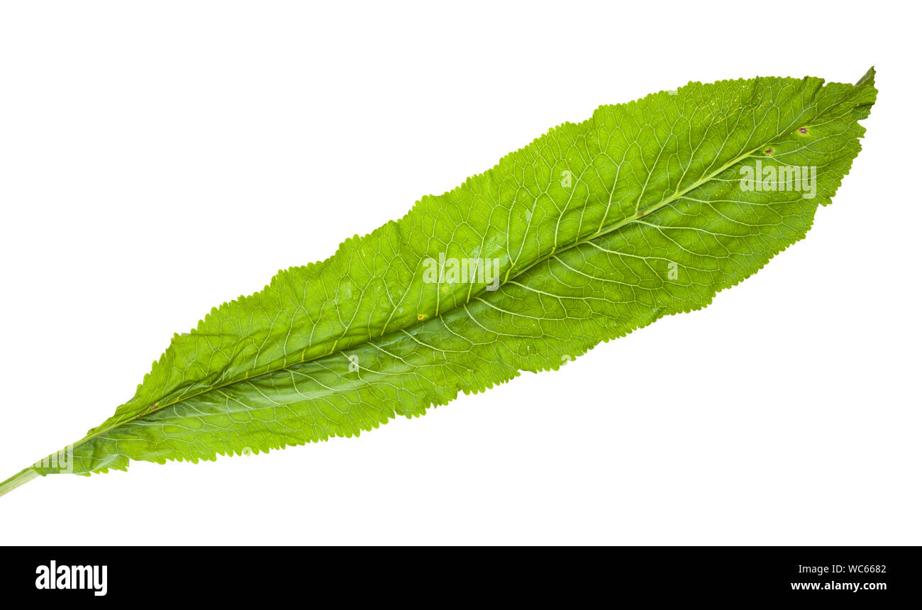 fresh green leaf of horseradish plant isolated on white background Stock Photo