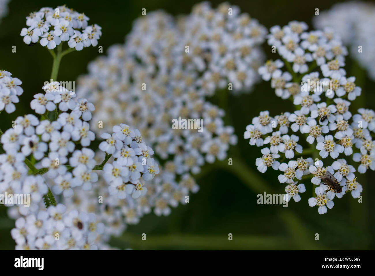 Yarrow Flowers Blooming Outdoors Stock Photo
