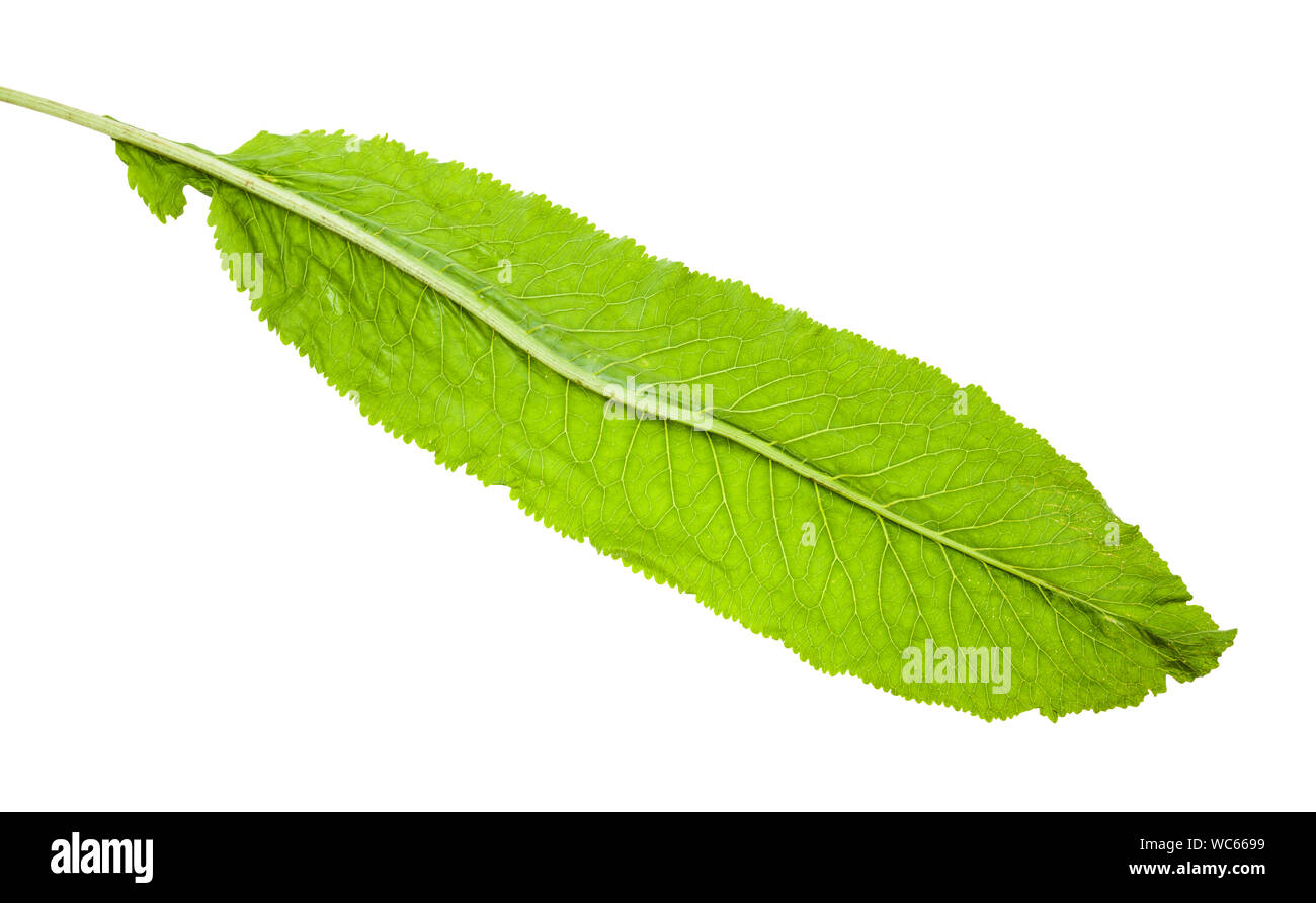 back side of fresh green leaf of horseradish plant isolated on white background Stock Photo
