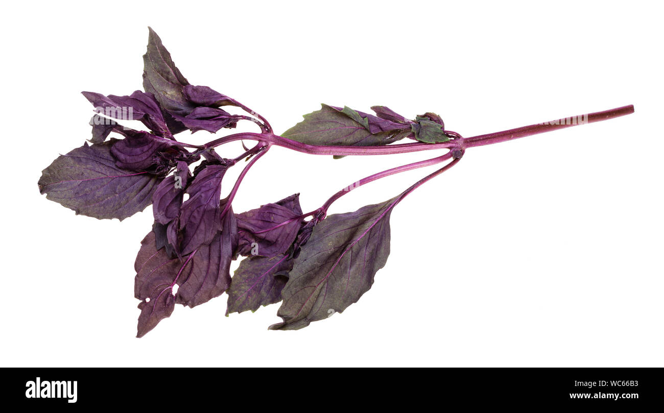 twig of fresh dark purple basil herb isolated on white background Stock ...