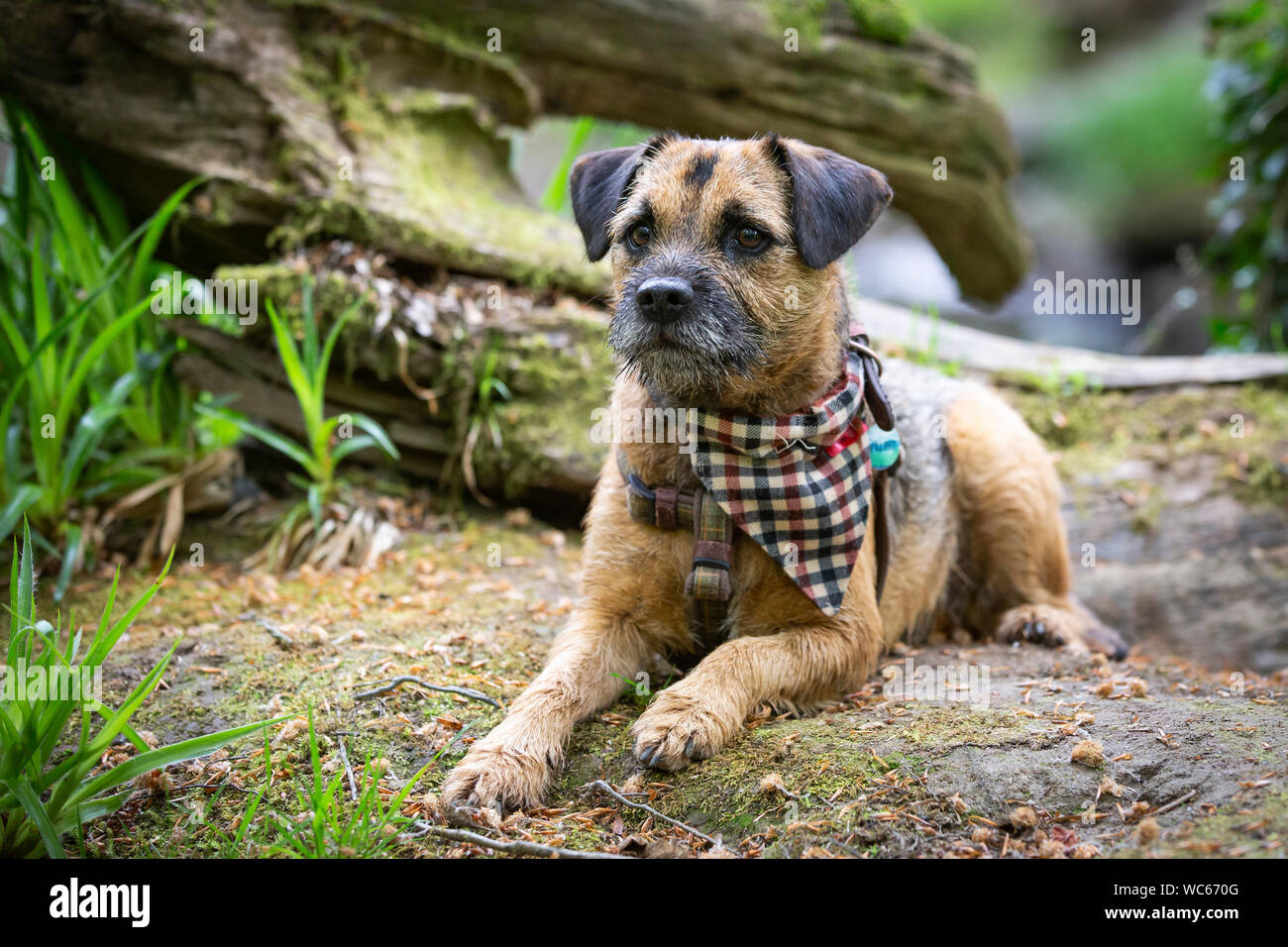 Border Terrier wearing bandana Stock Photo