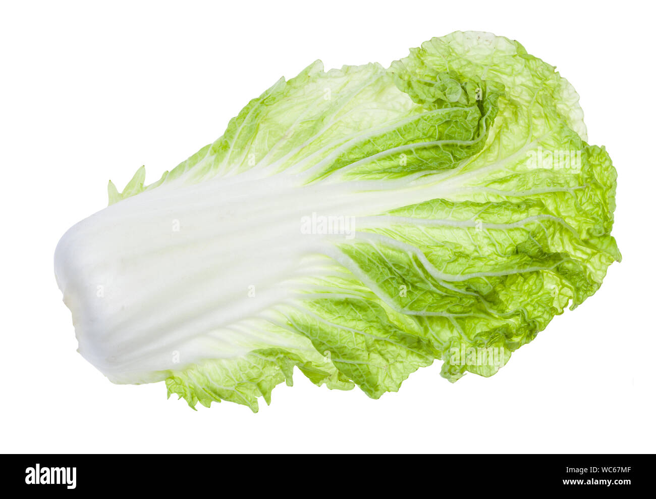 back side of fresh green leaf of Napa cabbage isolated on white background Stock Photo