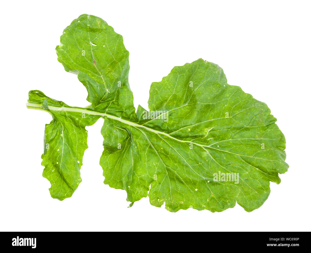 green leaf of turnip plant isolated on white background Stock Photo