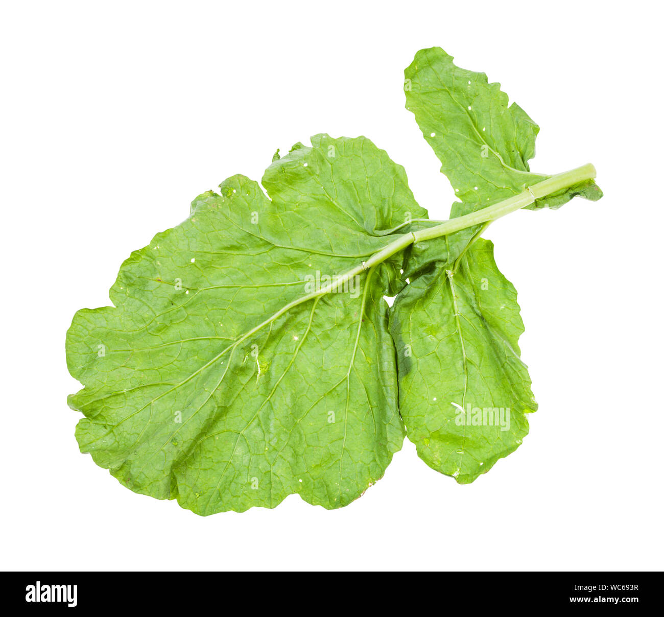 back side of green leaf of turnip plant isolated on white background Stock Photo