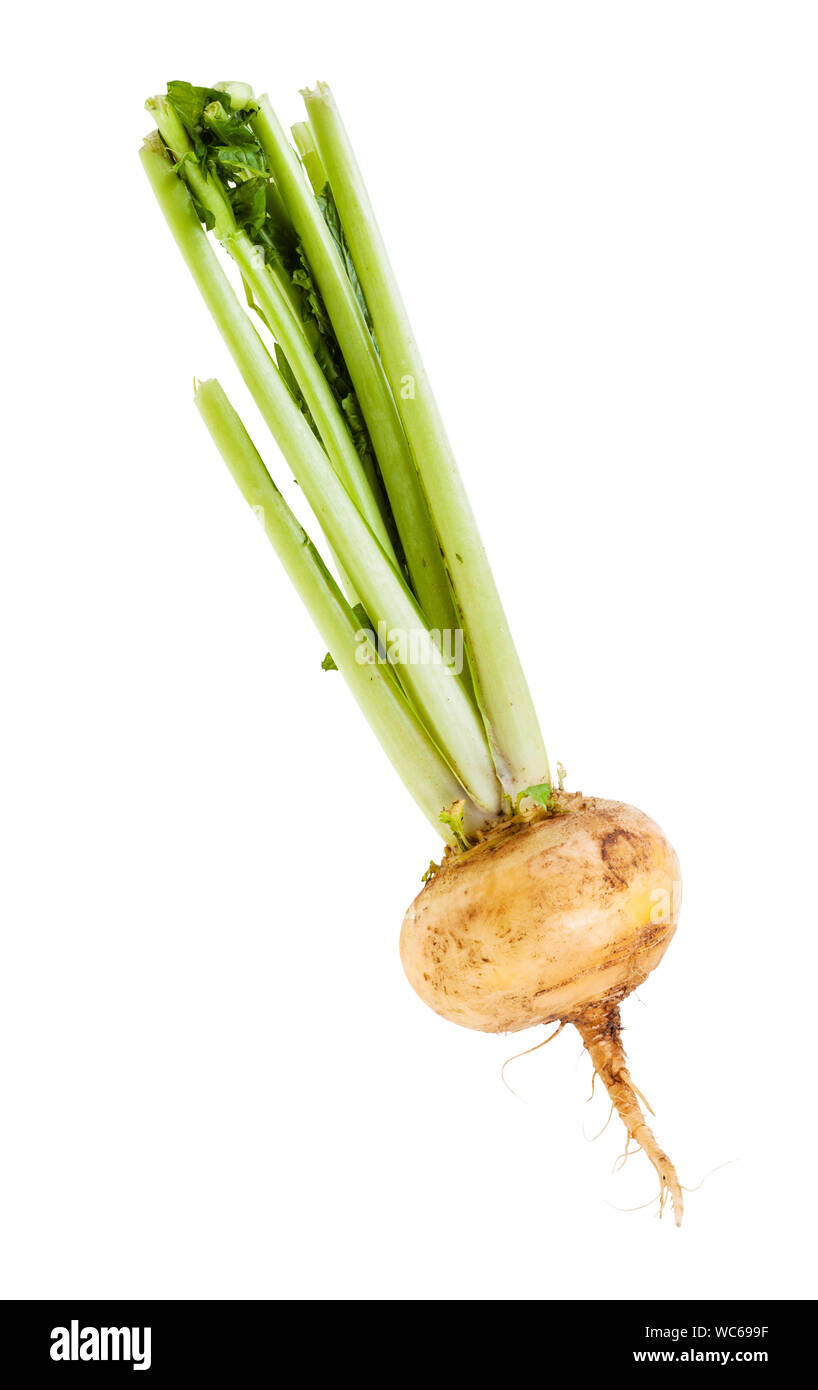 single fresh organic yellow turnip with stems isolated on white background Stock Photo