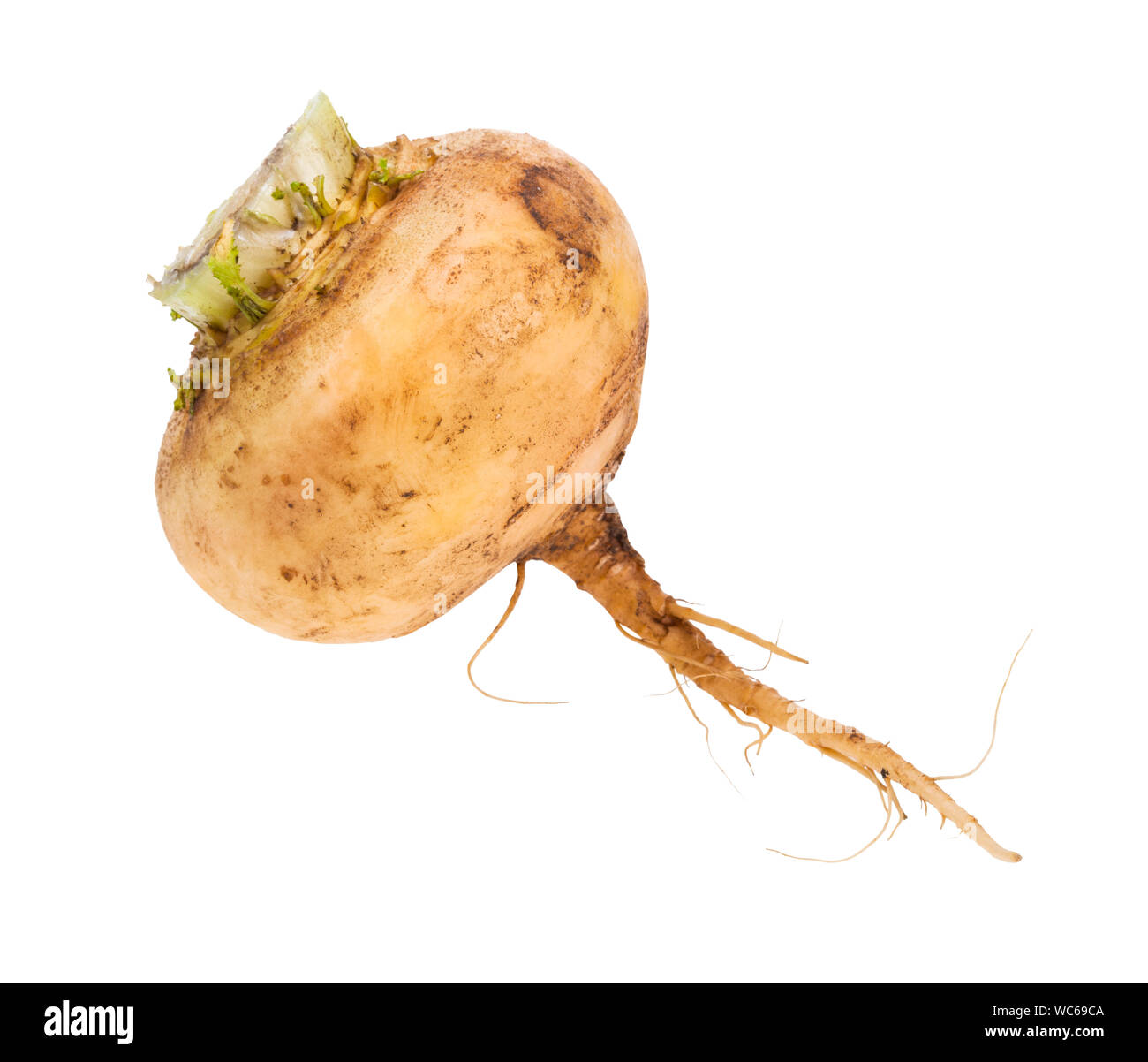 single fresh organic yellow turnip isolated on white background Stock Photo