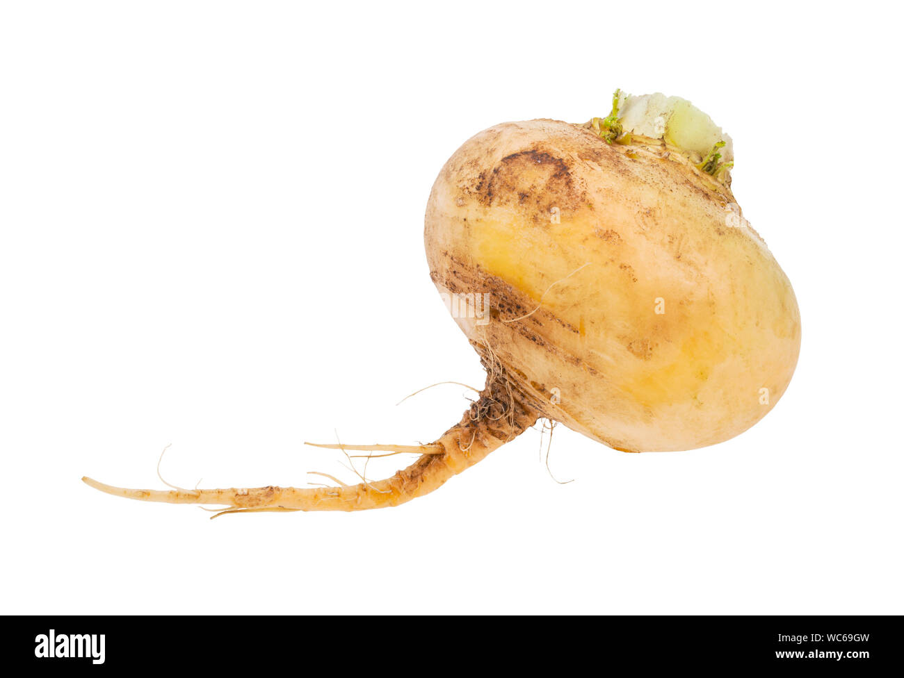 single taproot of fresh organic yellow turnip isolated on white background Stock Photo