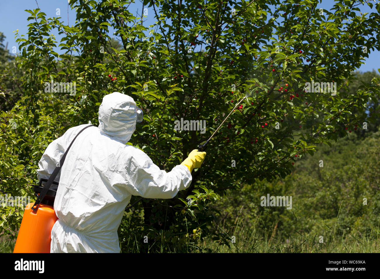 Rear View Of Worker Spraying Pesticide On Plants Stock Photo