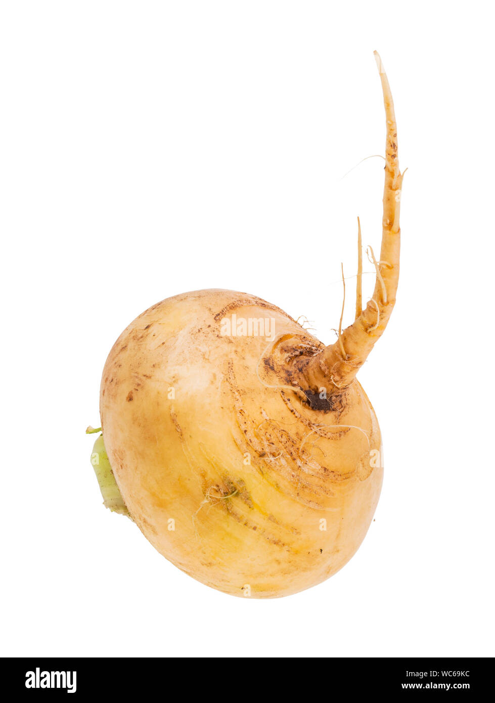 single root of fresh organic yellow turnip isolated on white background Stock Photo