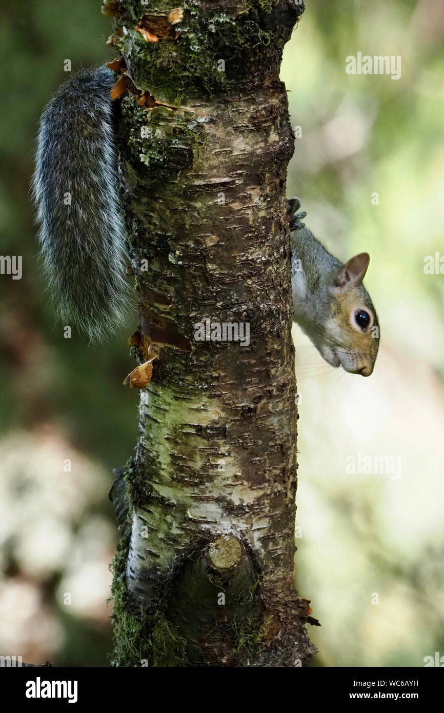 Squirrel peeping round tree Stock Photo