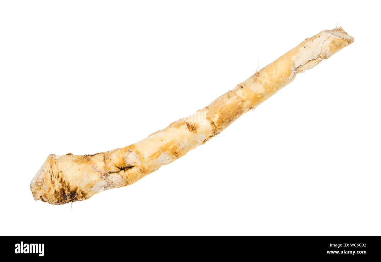 fresh root of horseradish plant isolated on white background Stock Photo