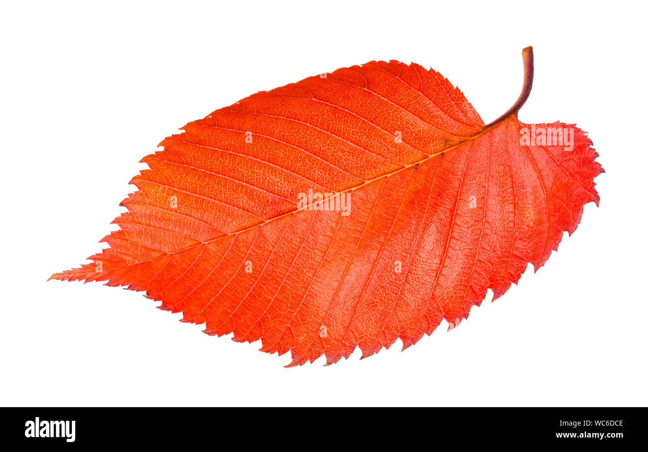 red fallen leaf of elm tree isolated on white background Stock Photo