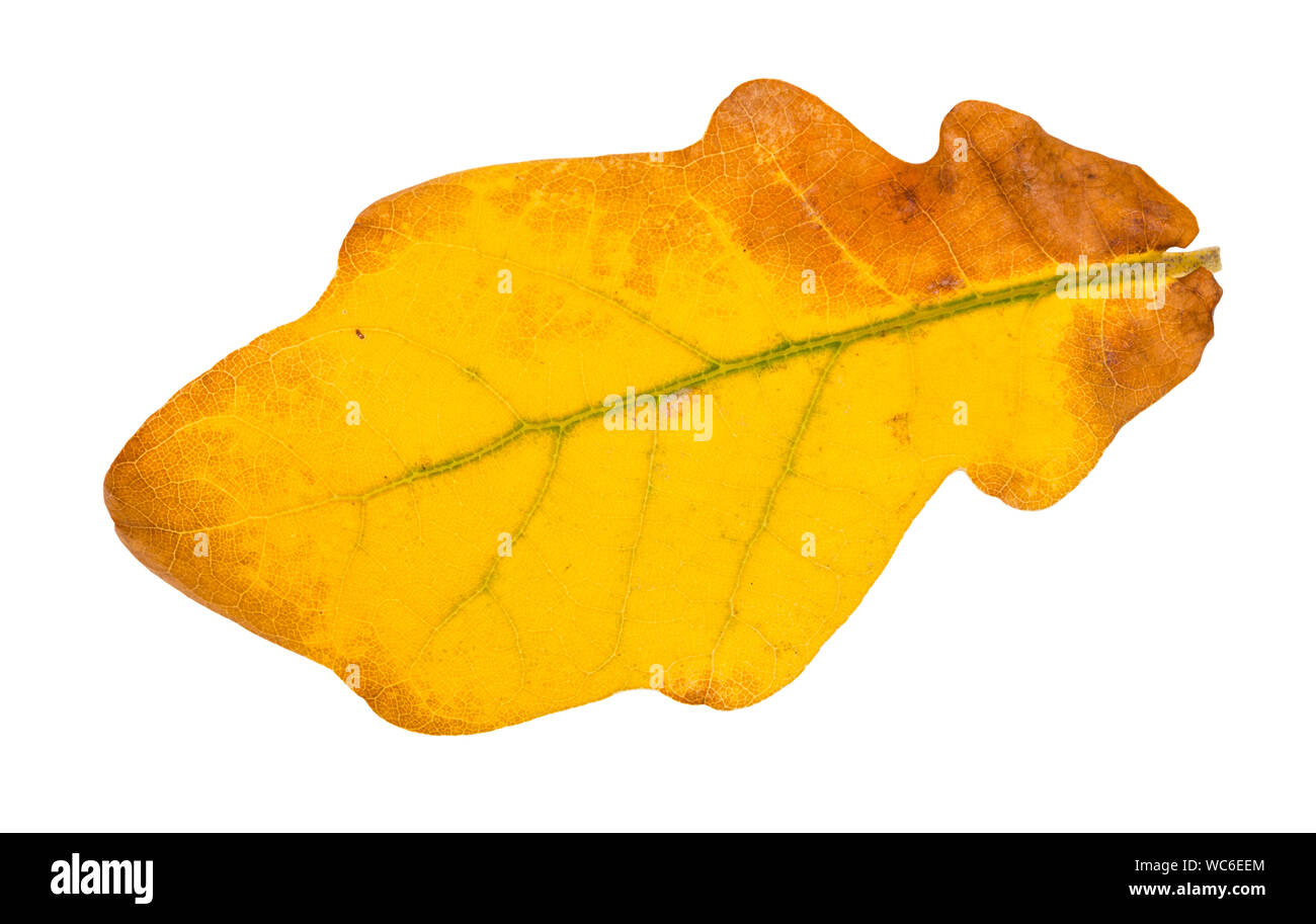 fallen yellow oak leaf isolated on white background Stock Photo