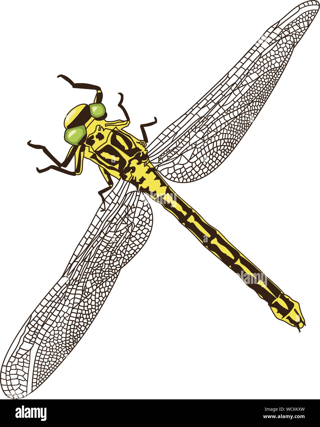 Hand-drawn dragonfly vector illustration isolated on white background ...