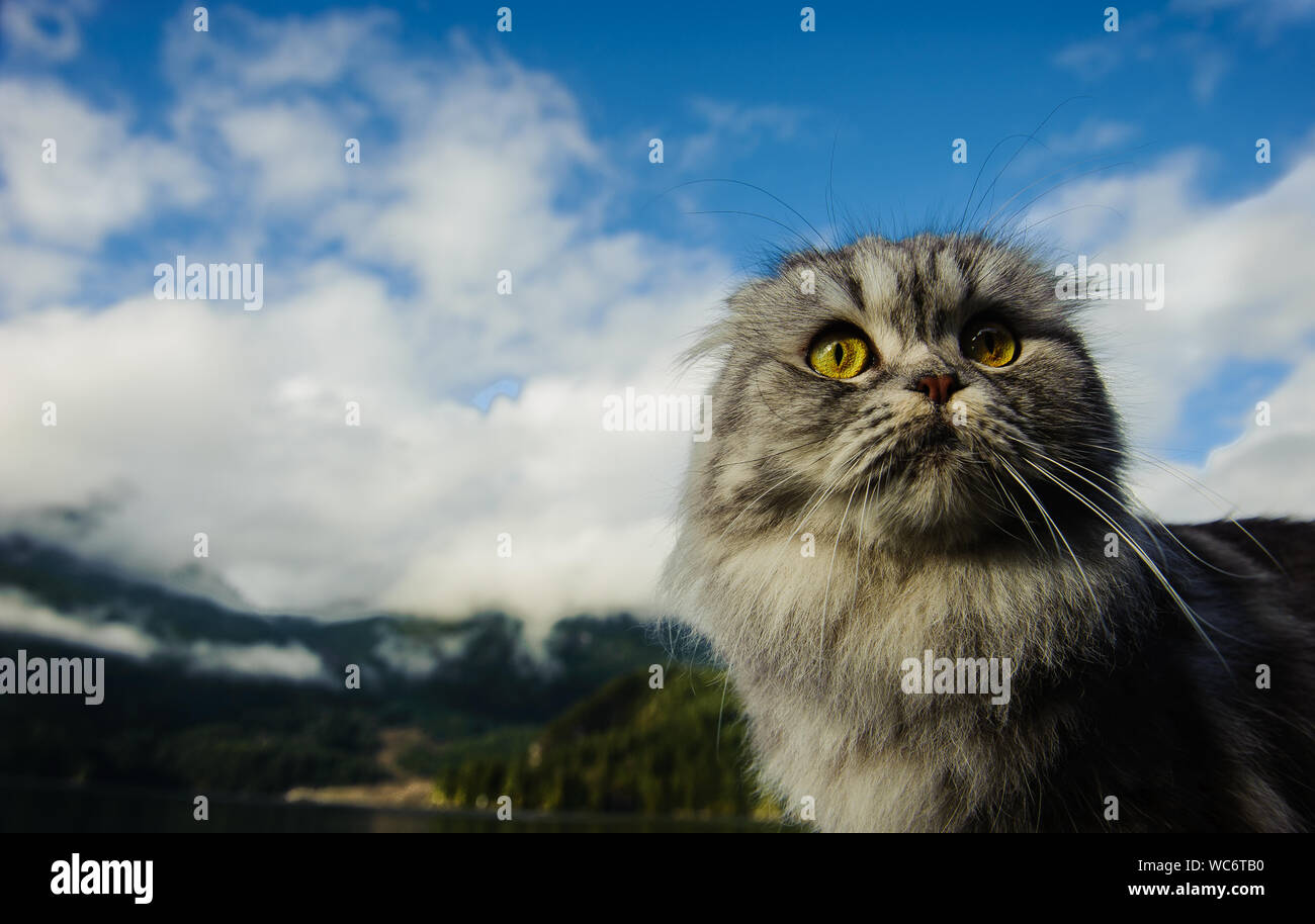 Close-up Of Scottish Fold Kitten Looking Up Against Cloudy Sky Stock Photo