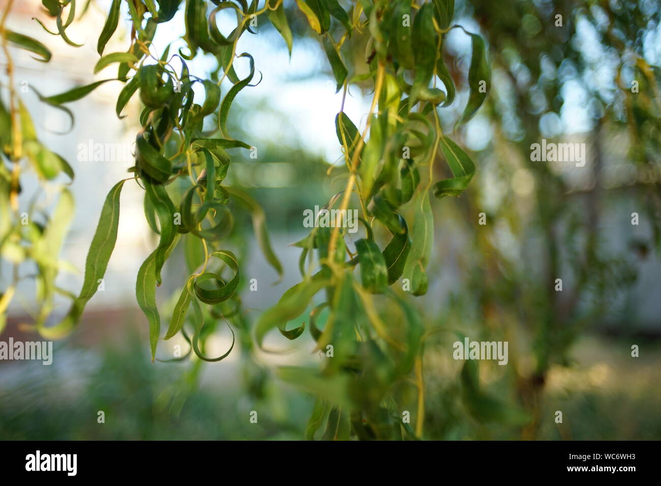 Close up weeping willow tree hi-res stock photography and images - Alamy