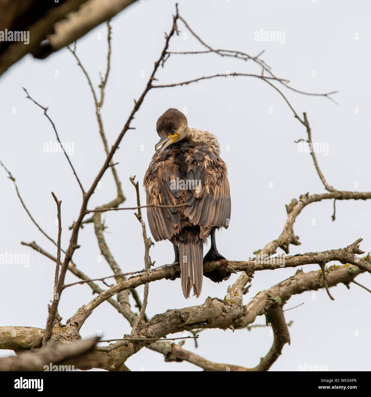Juvenile great cormorant hi-res stock photography and images - Alamy