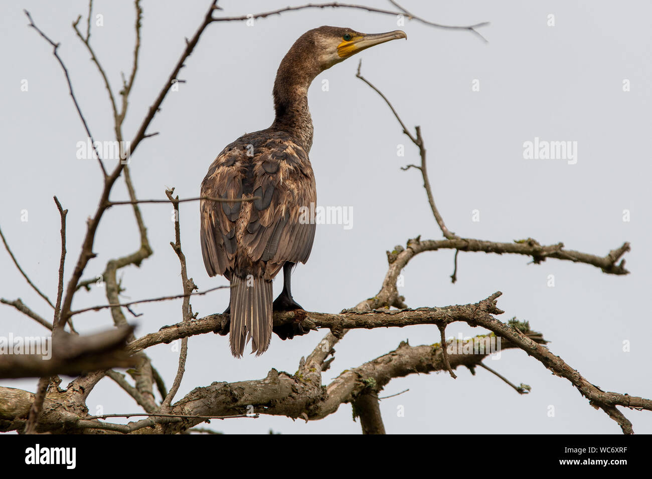 Juvenile great cormorant hi-res stock photography and images - Alamy