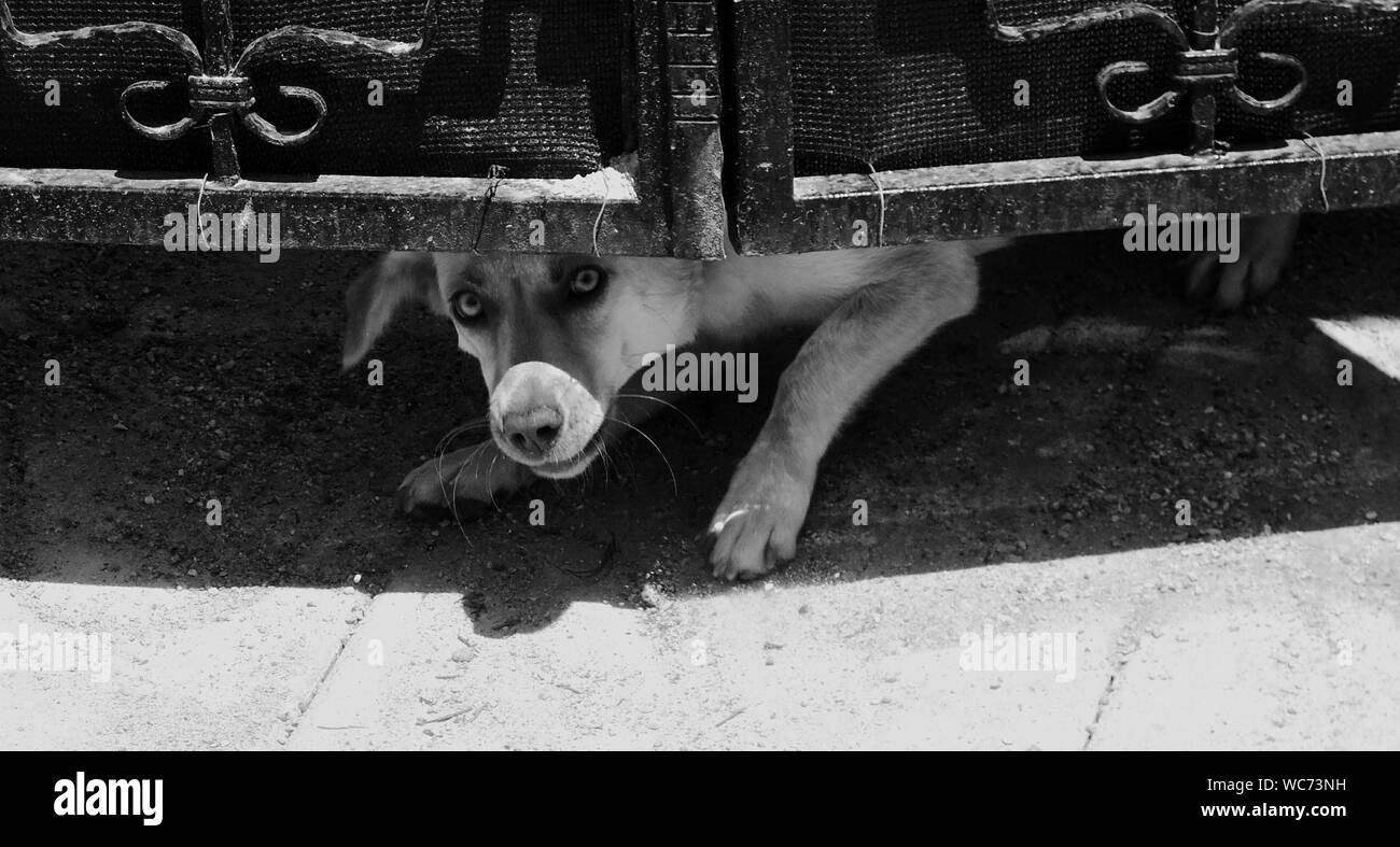 Dog Hiding Under Gate Stock Photo Alamy