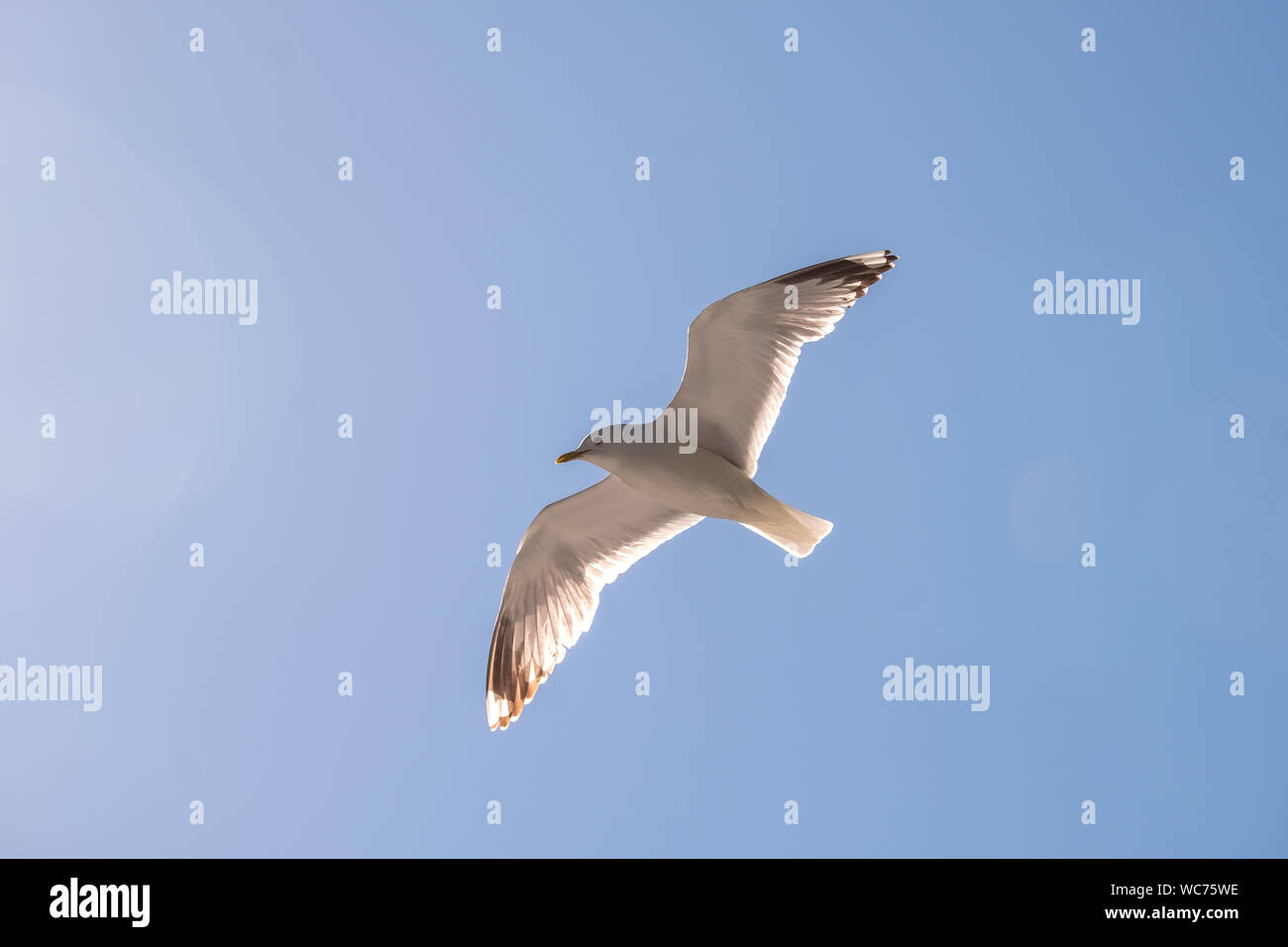 flying mantle seagull, Larus marinus, spread wings, blue sky, bakka, Sogn og Fjordane, Norway, Scandinavia, Europe, NOR, travel, tourism, destination, Stock Photo