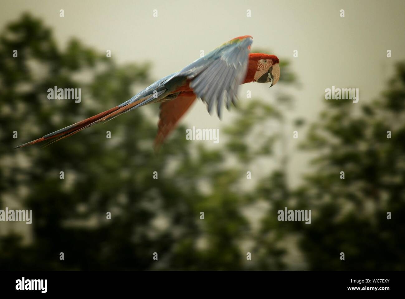 Scarlet Macaw Flying Against Trees Stock Photo