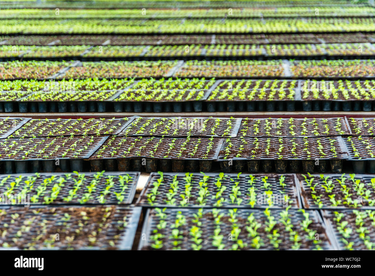 Nursery trays hires stock photography and images Alamy