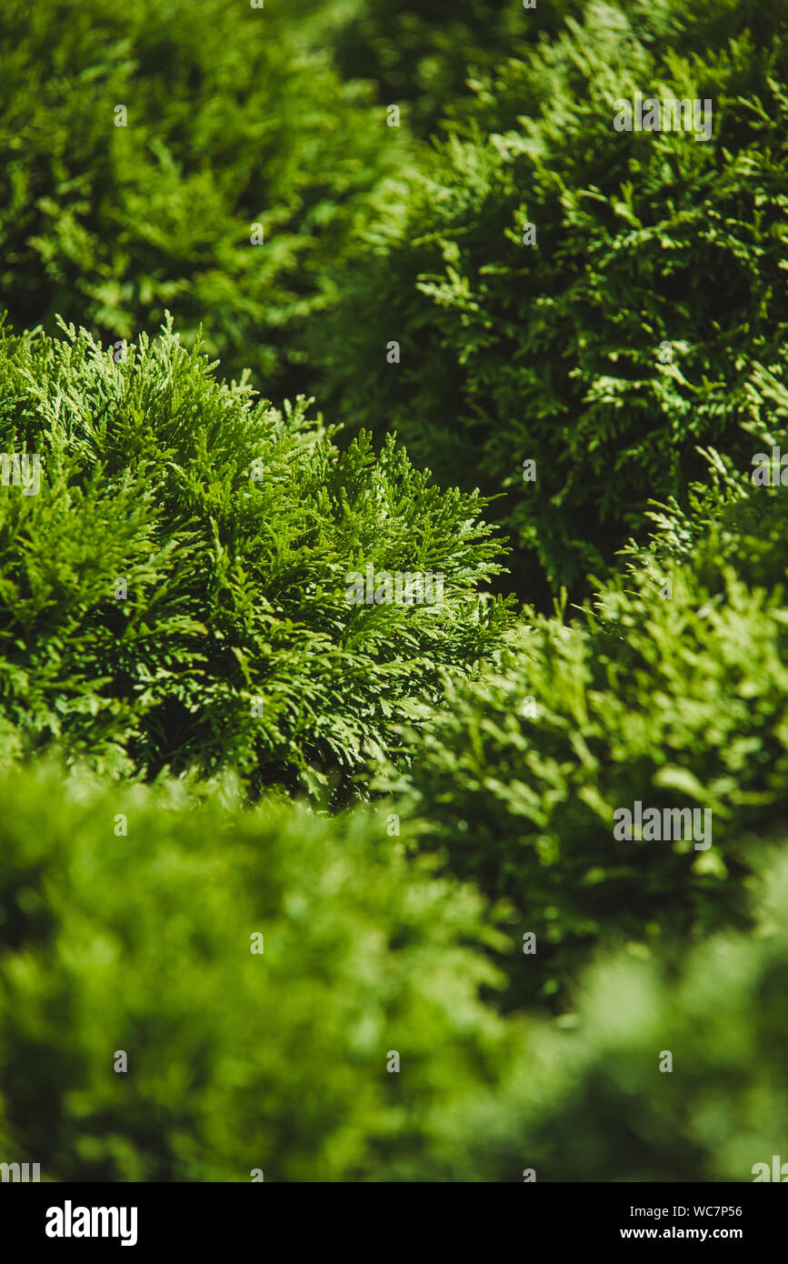 Closeup of Beautiful green christmas leaves of Thuja trees on green background. Twig occidentalis is an evergreen coniferous tree. Platycladus orienta Stock Photo