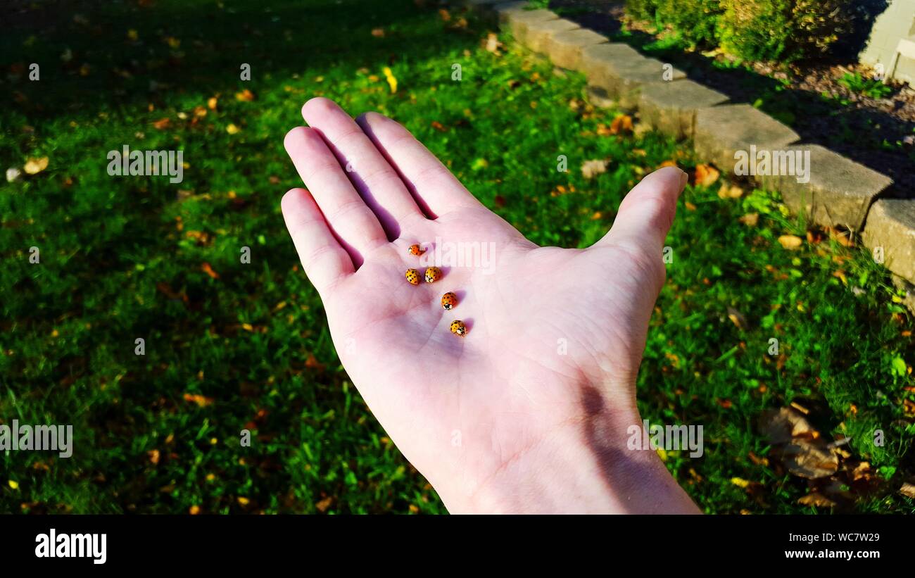 Bugs body hi-res stock photography and images - Alamy