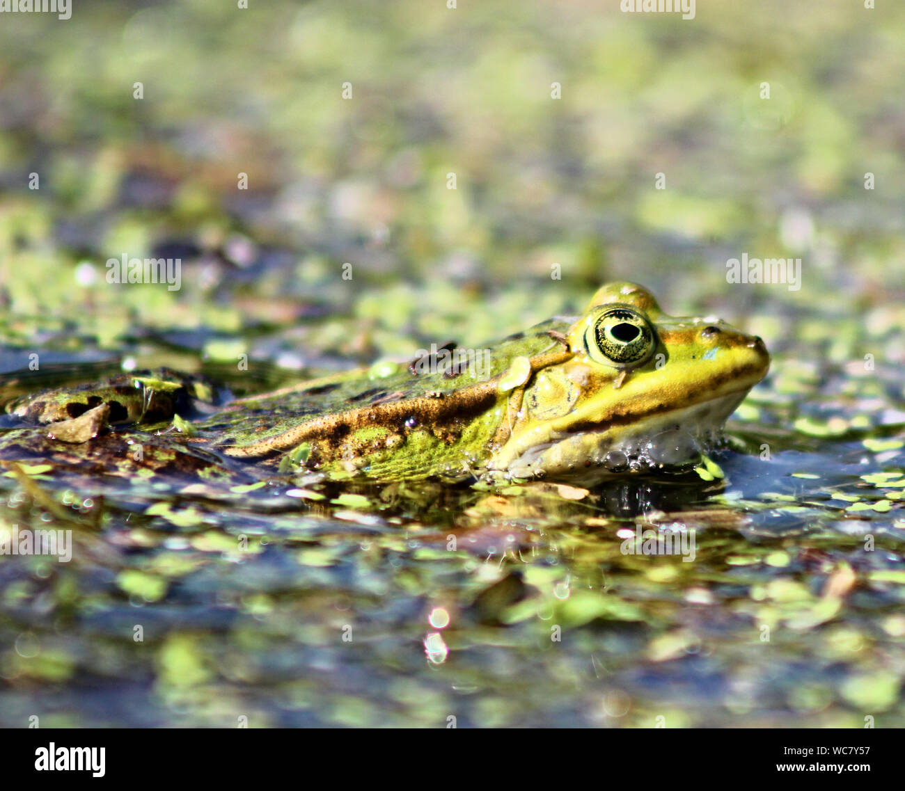 Frog swimming in water hi-res stock photography and images - Alamy