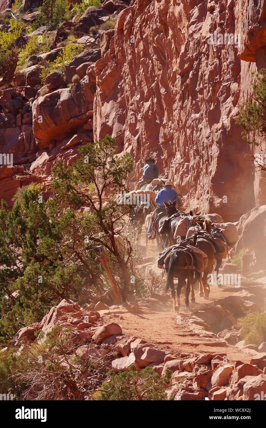 Horse Carrying Load High Resolution Stock Photography and Images Alamy