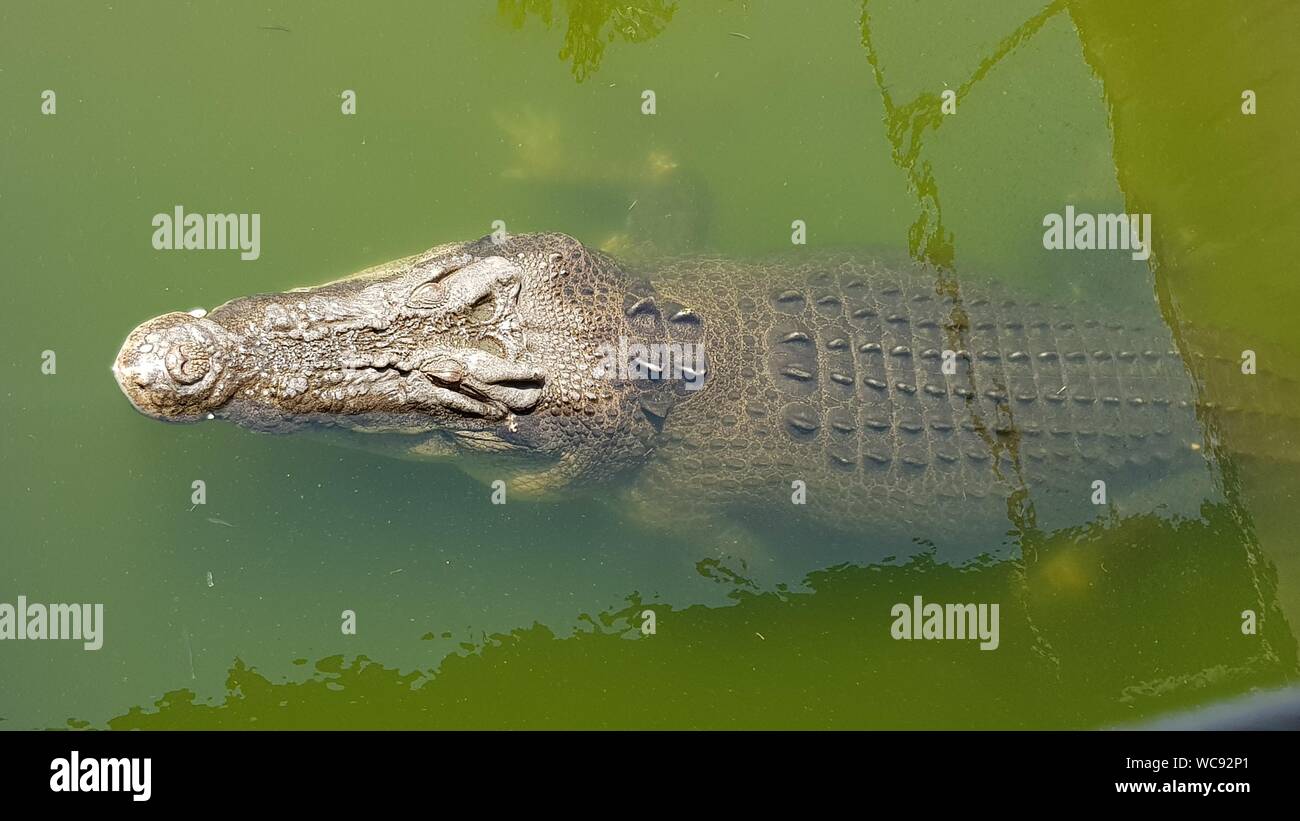 Saltwater crocodile in captivity, Darwin Stock Photo - Alamy