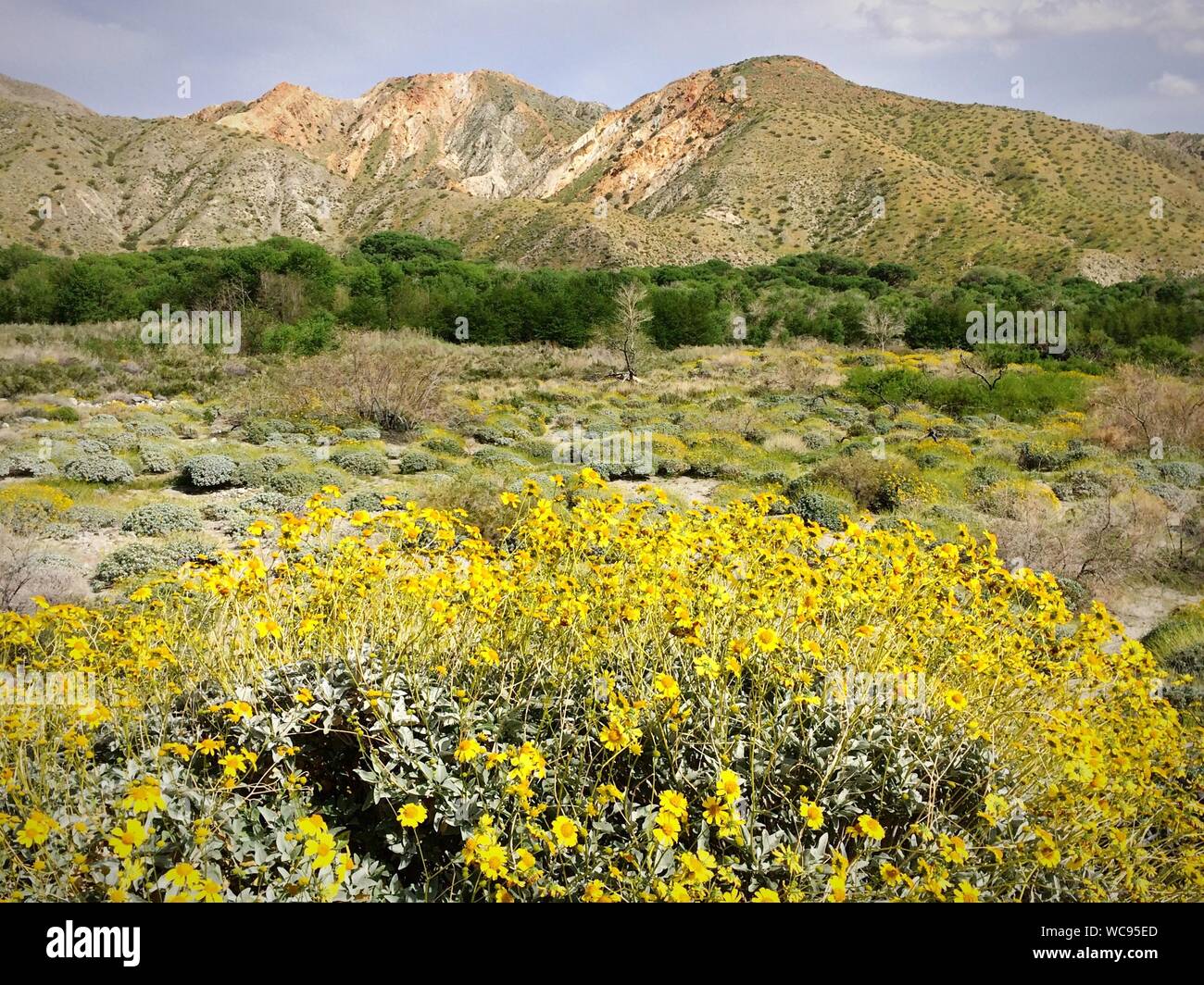 Yellow Flowers Growing In Field Stock Photo Alamy